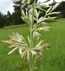 Image result for Koeleria