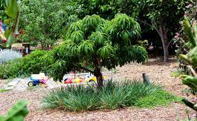 The wait may be unbearable to start with, but once your trees bear fruit, we promise it'll be worth it! Mini Orchards Burke S Backyard