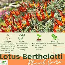 Image result for Lotus berthelotii