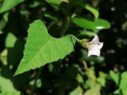 Image result for Convolvulus farinosus