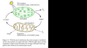Animal and yeast cell respiration. Photosenthisis Cellular Respiration Flowboard On Flowvella Presentation Software For Mac Ipad And Iphone