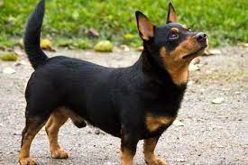 Lancashire Heeler Ultimate Guide Exercise Trainability Temperament