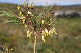 Image result for Agarista