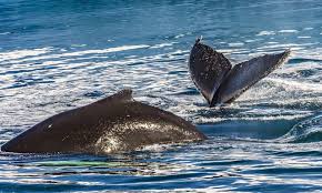 Le balene sono creature magnifiche e amichevoli che non hanno problemi con gli umani, anzi, di solito le ignorano. Pescatore Viene Inghiottito Da Una Balena Ma Sputato In Mare Si Salva