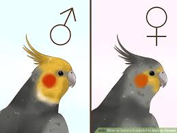 3 Ways To Tell If A Cockatiel Is Male Or Female Wikihow