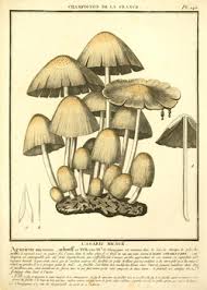 Image result for Coprinus micaceus