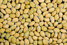 We did not find results for: Kacang Kacangan Wikipedia Bahasa Indonesia Ensiklopedia Bebas