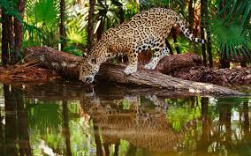 Wild Animals Wallpaper Hd Pixelstalk Net Available in hd, 4k resolutions for desktop & mobile phones. wild animals wallpaper hd pixelstalk net