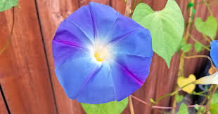 We did not find results for: How To Plant And Grow Morning Glory Flowers Gardener S Path