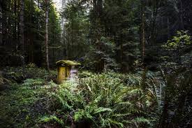 Van damme state park, mendocino: Malerischer Blick Auf Farnschlucht Und Pygmaenwaldweg Van Damme State Park Mendocino County Kalifornien Vereinigte Staaten Von Amerika Landschaft Anreise Stock Photo 225406956