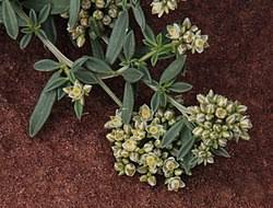 Image result for Limeum viscosum