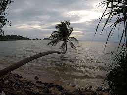 Coconut water is the liquid content of young, green coconuts, and is used as a natural source of we've identified and ranked the ten best coconut water brands on the market right now—read on for. Best Coconut Tree Over Water Picture Of 16 Journey Ko Pha Ngan Tripadvisor