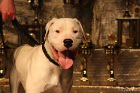 Dieses besagt, dass bestimmte hunde, die als kampfhunde gelistet sind, nicht nach deutschland eingeführt werden dürfen. Der Dogo Argentino Oder Die Argentinische Dogge Fci Gruppe 2 Aci E V