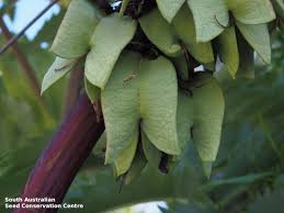 Image result for Melianthaceae