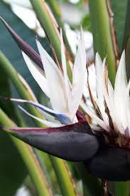 Large Bird Of Paradise Plant For Sale Uk Strelitzia Nicolai White Bird Of Paradise Shrub In 2020 Birds Of Paradise Plant Types Of Soil Birds Of Paradise