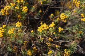 Image result for Phymaspermum