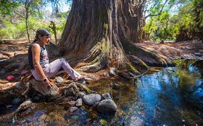 Check out inspiring examples of ahuehuete artwork on deviantart, and get inspired by our community of talented artists. Samir Flores El Ahuehuete Que Florece Pie De Pagina