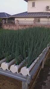 Rs Hydroponics Aquaponics Hydroponic Drip To Waste System Facebook