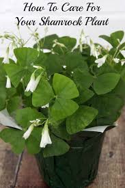 You Will Find Some Easy Tips On How To Care For Shamrock Plants So Yours Can Last Way Into The Summer Months And Be Plant Care Houseplant Plants Shamrock Plant