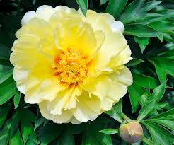 Peony stems start in eyes that emerge from rhizomes just under the surface of the soil. Time To Sit Back And Enjoy The Peony Show Portland Press Herald
