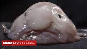 We did not find results for: Blobfish Sejumlah Fakta Di Balik Ikan Bengkak Berkepala Gendut Hewan Terjelek Di Dunia Yang Banyak Dijadikan Meme Bbc News Indonesia