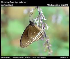 Image result for Orthosiphon thymiflorus