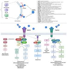 Image result for TNF Inhibitor