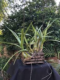 Image result for Seidelia