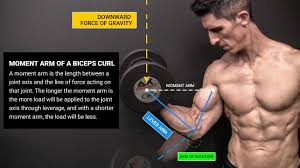 Moment Arm Of A Biceps Curl With Definition Downward Force Of Gravity Lever Arm And Axis Of Rotation Biceps Bicep Muscle Biceps Training