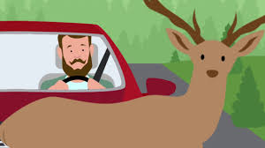 Maybe you would like to learn more about one of these? How To Avoid Deer Accidents Geico Living