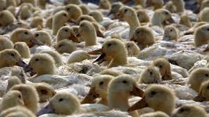 We did not find results for: China May Send Ducks To Battle Pakistan S Locust Swarms Bbc News
