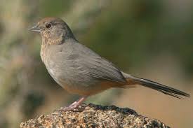 Backyard Birds Of Middle Tennessee Toqui Pardo Melozone Fusca Bird Species Bird Birds