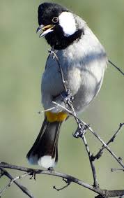Salah satu kebutuhan mendasarnya adalah sangkar burung. Burung Kutiling Tips Cara Perawatan Burung Kutilang Agar Cepat Gacor Dan Bunyi Bagi Pemula Dan Para Kicau Mania
