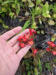 Image result for Kalanchoe lateritia
