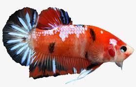 Can betta fish live with other fish? Koi Male Betta Koi Siamese Fighting Fish Free Transparent Png Download Pngkey