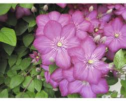 Check spelling or type a new query. Grossblumige Waldrebe Clematis Hybride Ville De Lyon H 100 125 Cm Co 5 L Bei Hornbach Kaufen