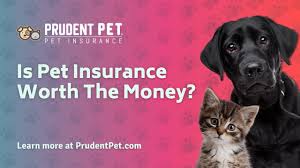 Cat insurance tends to be cheaper than dog insurance, but there's a host of other factors that can affect your monthly premium too. Videos Prudent Pet Insurance