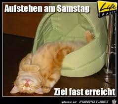 Funpot ist eine community, in der die mitglieder spaßige oder sehenswerte texte und dateien austauschen. Aufstehen Sleeping Animals Funny Animals Cute Animals