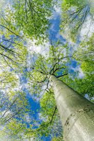Pin Di Cinzia Su All Wallpaper Nel 2020 Bellissimi Sfondi Sfondi Natura