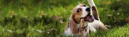 Book hotels with wotif's price promise & trusted reviews from over 1.5 million aussies! Contact Island Dog Spa