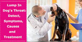 Lump In Dog S Throat Detect Symptoms Causes And Treatment Petxu
