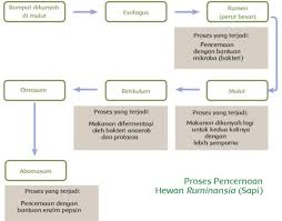 Akar berada di dalam tanah. Buatlah Diagram Alur Pencernaan Sapi Dari Awal Hingga Akhir Disertai Fungsi Masing Masing Organ Pencernaan Tersebut
