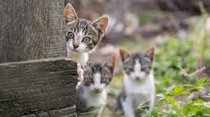 For veterinarians and others involved with spay/neuter programs, the american humane. Free Spay Neuter Clinic For Sussex Outdoor Cats Set Feb 18 Cape Gazette