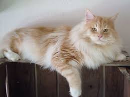 We use three different statuses to indicate the status of each kitten: Maine Coon Cats World S Largest Domestic Cat Breed