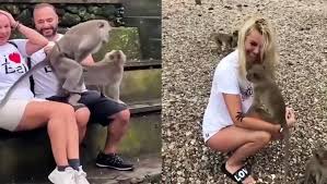 Monkey Having sex in Laps of girl