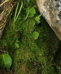 Image result for Selaginella mittenii