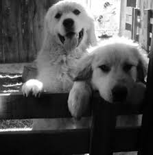Black And White Great Pyrenees Our Great Pyrenees Great Pyrenees Dog Top Dog Breeds Great Pyrenees