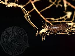 Image result for Isoglossa strigosula