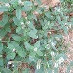 Image result for Heliotropium supinum