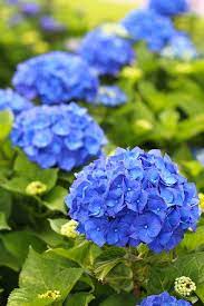 Untitled Very Beautiful Flowers Amazing Flowers Beautiful Flowers